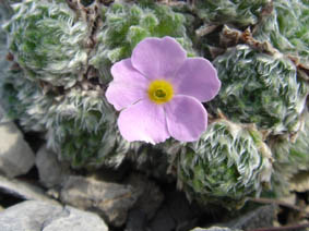 Androsace globifera